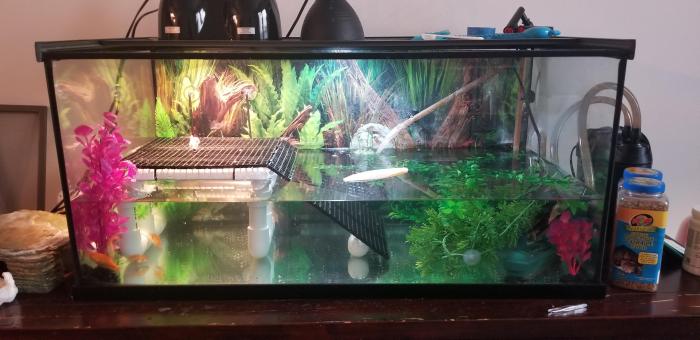 Diy turtle tank