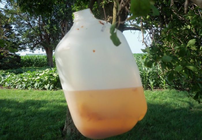 Japanese beetle traps diy